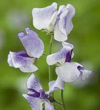 Sweetpea- Streamers Blue