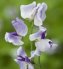 Sweetpea- Streamers Blue