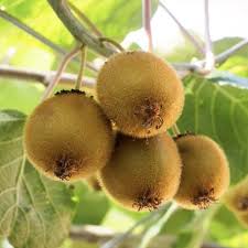 Kiwifruit- Haywood
