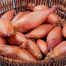 Matador – Organic Shallot Seed