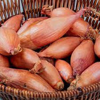 Matador – Organic Shallot Seed