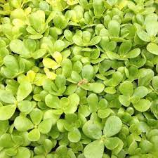 Purslane- Golden