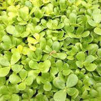 Purslane- Golden