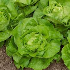 Lettuce- All Year Round