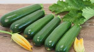 Kefren – Zucchini Squash Seed