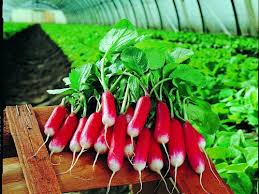 Nelson – Radish Seed