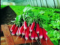 Nelson – Radish Seed