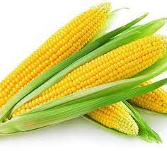 Corn, Sweet- Golden Bantam