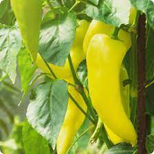 Pepper Sweet Banana Vegetable Seeds