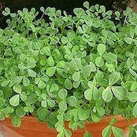 Methi Shalimar Improved Organic Vegetable Seeds