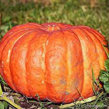 Pumpkin- Cinderella 25g