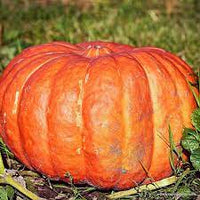 Pumpkin- Cinderella 25g