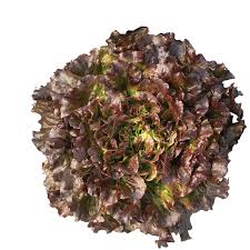 Salanova Hydroponic Red Batavia – Pelleted Lettuce Seed