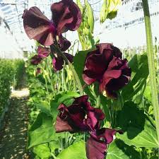Sweetpea- Royal Maroon