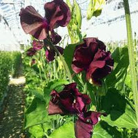 Sweetpea- Royal Maroon