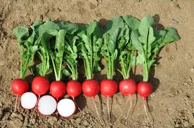 Donato – Radish Seed