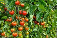 Cherry Tomato Wild Texas Vegetable Seeds