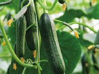 Katrina – Cucumber Seed