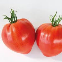 Cauralina – Tomato Seed