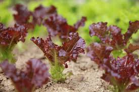 Red Tip – Lettuce Seed