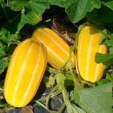 Golden Giant – Melon Seed
