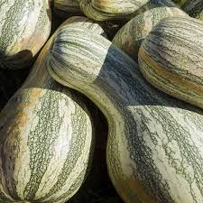 Cushaw Pumpkin Vegetable Seeds for Planting – Heirloom, Non-GMO Pumpkin Seeds for Your Garden