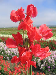 Sweetpea- Mammoth Scarlet