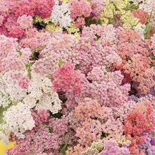 Colorado Mix – Organic Yarrow Seed