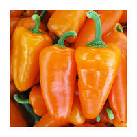 SVPS0953 – Snack Pepper Seed