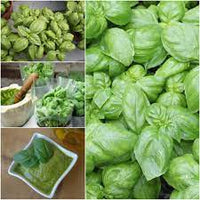 Noga Prospera Active DMR – Organic Basil Seed