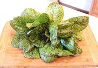 Lettuce- Speckled