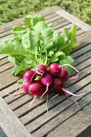 Bacchus – Purple Radish Seeds