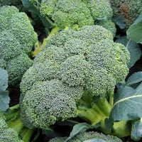 Broccoli- Waltham