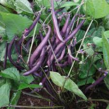 Bush Bean- Royal Burgundy
