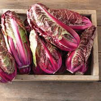 Luna Rossa – Radicchio Seed