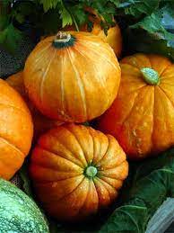 Pumpkin- Golden Nugget