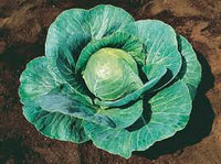 Storage No. 4 – Cabbage Seed