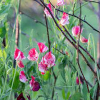 Sweetpea- Spencer Mix Stripes