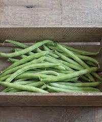 Flagrano – Bean Seed