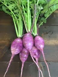 KN-Bravo – Purple Daikon Radish Seeds