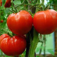 Caiman – Organic Tomato Seed
