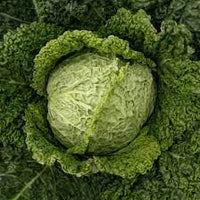 Cabbage, Savoy- Green Vertus