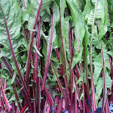 Chicory- Red Rib