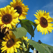 Sunflower- Galaxy F1