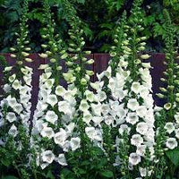 Camelot White – Digitalis Seed