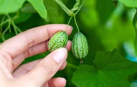 Cucamelon