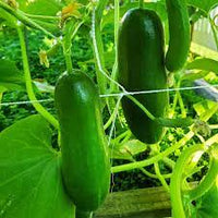Picolino – Organic Cucumber Seed