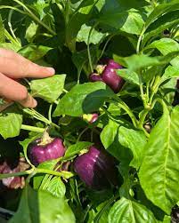 Islander – Purple Bell Pepper Seed