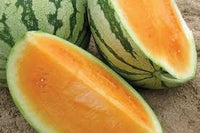 Orange Crisp – Watermelon Seed