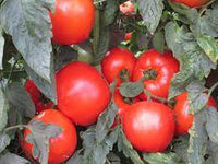 Galahad – Organic Tomato Seed